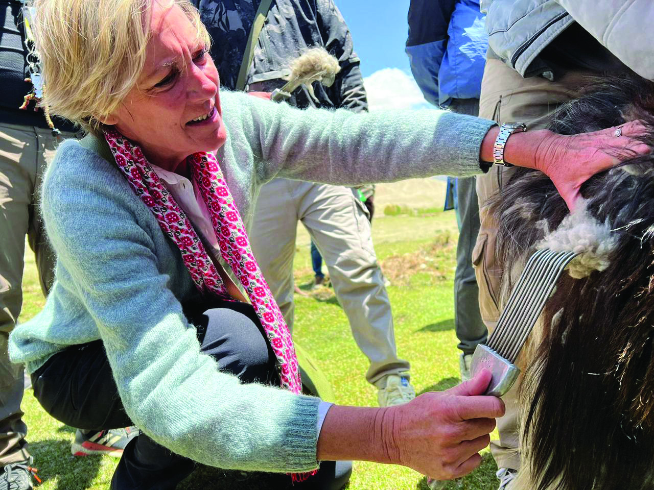 Ambassador brushing the wool off of a chyangra in Mustang
